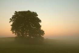 | foggy morning | / Landscape