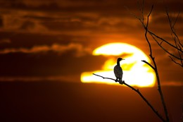 Kormoran im Sonnenuntergang / Im Sonnenuntergang