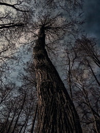 When the trees were large / ***