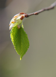 Der Frühling kommt / ***