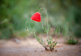 Spring comes / ***