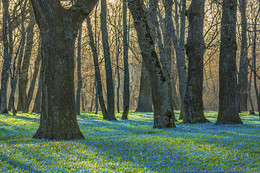 Spring comes / ***