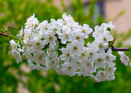 Spring comes / ***