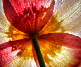 Spring comes / ***