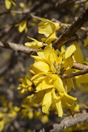 Der Frühling kommt / ***