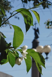 Spring comes / ***