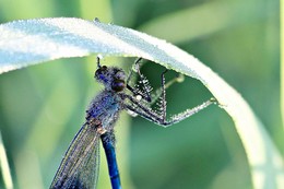 Libelle / Bald fliegen sie wieder... Wildlife-Focus-Stacking.