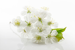 Spring comes / ***