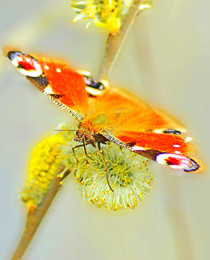 For nectar / ***