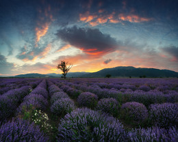  / http://europhototour.com/our-destinations/lavender-fields/