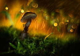 Color Dreams / ***