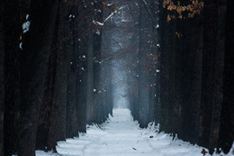Square alley / ***