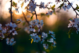 On the sunset / ***