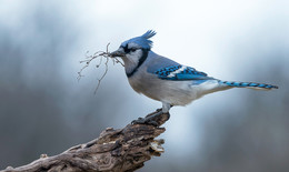 Nesting season / ***