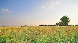 Field / ***