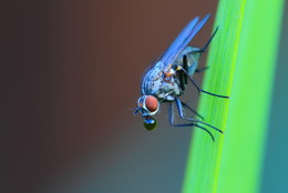 Bubble Gum Fly / Fliege beim Verdauen.
