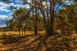 In the spring the woods ... / ***
