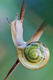 Wende nach oben / Bei der Schnecke geht's aufwärts.
