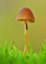 &nbsp; / ***