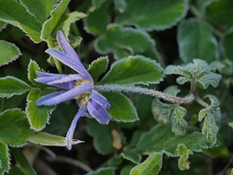 Leichter Reif und Frost / Anemone mit Reif