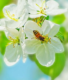 spring came / ***