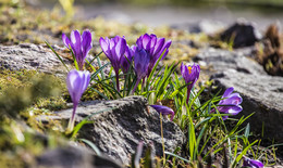 Crocuses / ***