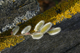  / Macro Weidenblüten