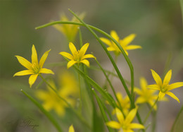 Frühlingsblumen / ***