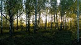 Birch Grove / ***
