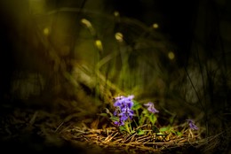 Frühlingsthema / ***