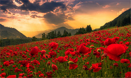 Mohnblumenwiese / Abends in der Mohnblumenwiese Murtal in der Steiermark