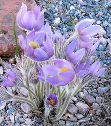 Pasque-flower / ***