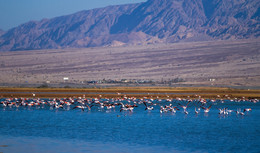 Flamingo / ***