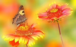 On the flower bed / ***