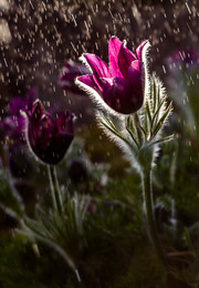 Pasque-flower / ***