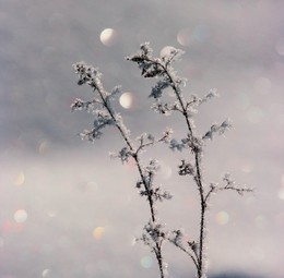 Elementarteilchen / ***