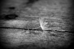 Elementary particle / ***