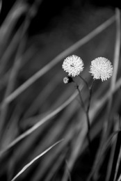 Elementarteilchen / ***