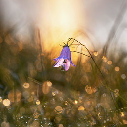 Im Morgenlicht / ***
