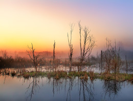 Morning in the swamp / ***