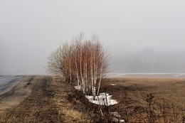 A furry fog / ***