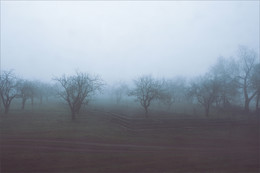 A furry fog / ***