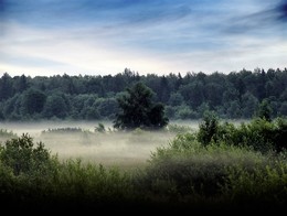 A furry fog / ***