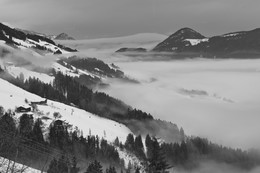 A furry fog / .....