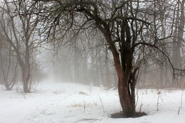 A furry fog / ***