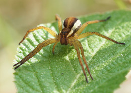Auf der Lauer.... / Gerandete Jagdspinne an der Isar