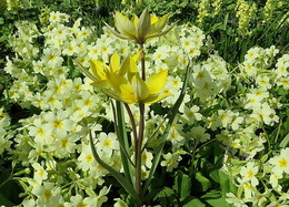Primroses / ***