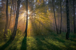 / Nebliger Morgen in den Vororten ... / / ***