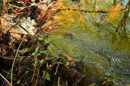 Shady creek / ***
