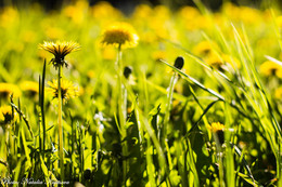 sunny day / ***